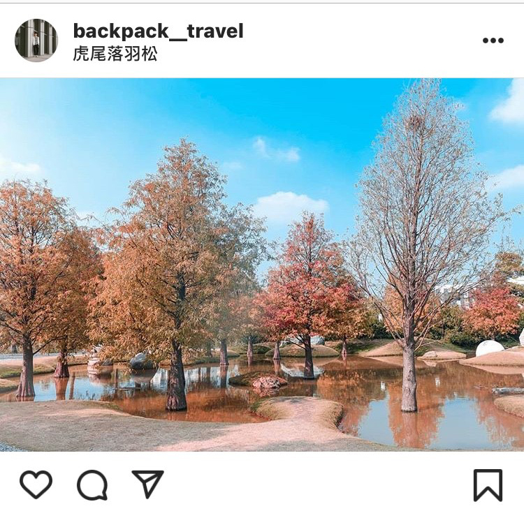「虎尾落羽松」的景色，令人彷彿置身異國。 圖：翻攝自instagram／backpack__travel 開放權限