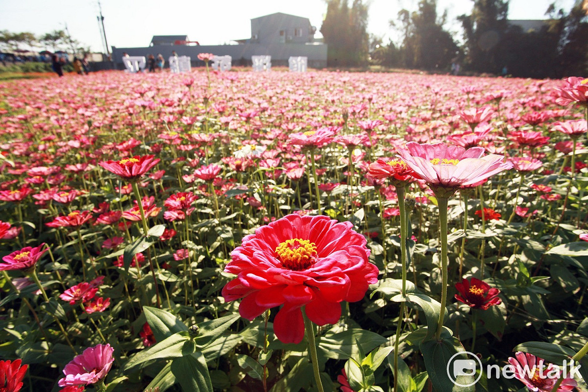 花彩節平鎮區整片花海，怎麼拍都好看。 圖：林昀真／攝