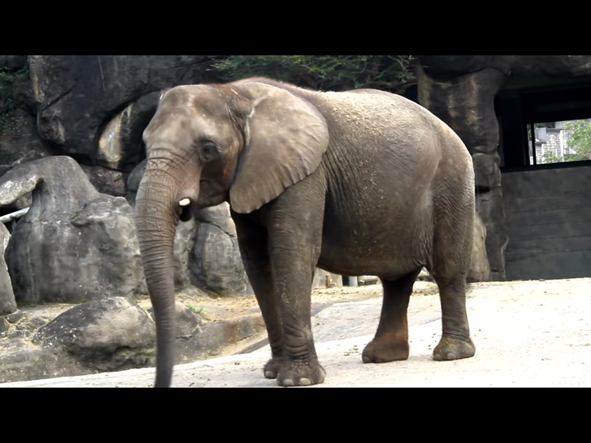 44年次陳姓技工約在動物園工作30年，再2年屆齡退休，平常負責照護大象，今天下午有其他工作人員發現陳姓技工不見，趕緊用無線電呼叫與尋找，找了1個多小時，最後在園區一處發現。 圖：翻攝自Youtube