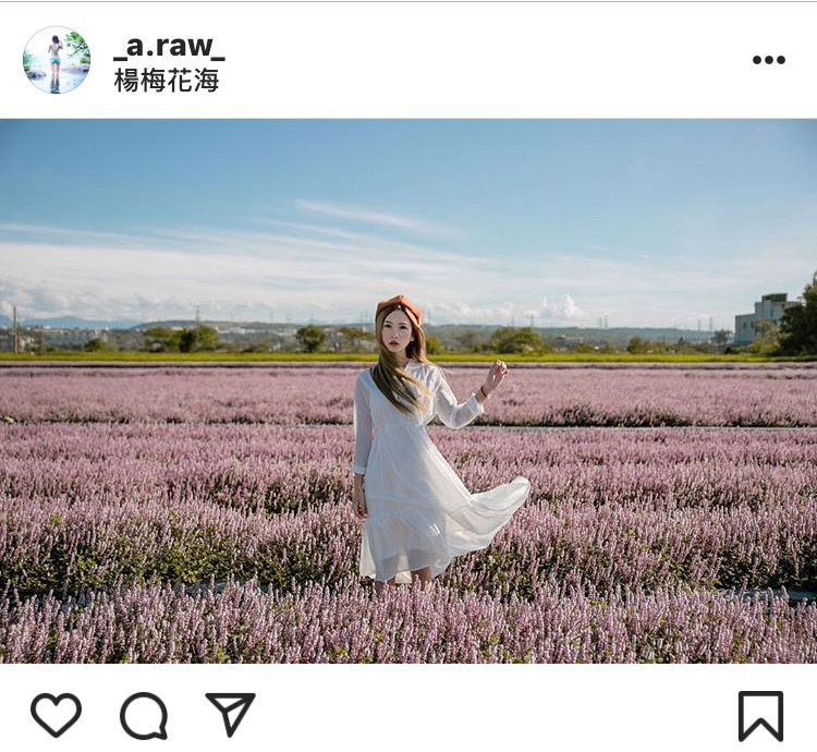 桃園楊梅的仙草花海，拍起來超級仙。 圖：翻攝自instagram／開放權限