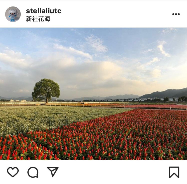 台中新社花海是每年秋冬盛大的活動之一。 圖：翻攝自instagram stellaliutc／開放權限