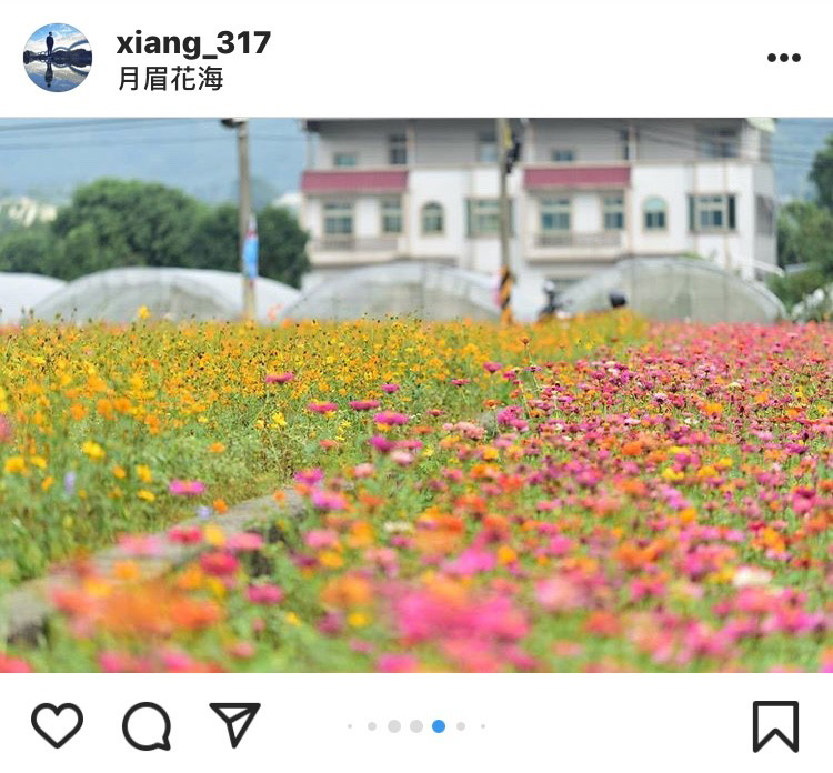 桃園大溪色彩豐富的月眉花海，也很好拍。 圖：翻攝自instagram xiang_317／開放權限