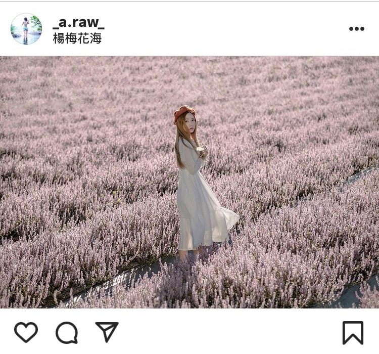 恰似普羅旺斯美景的桃園楊梅仙草花海，吸引許多民眾前往拍美照。 圖：翻攝自instagram _a.raw_／開放權限