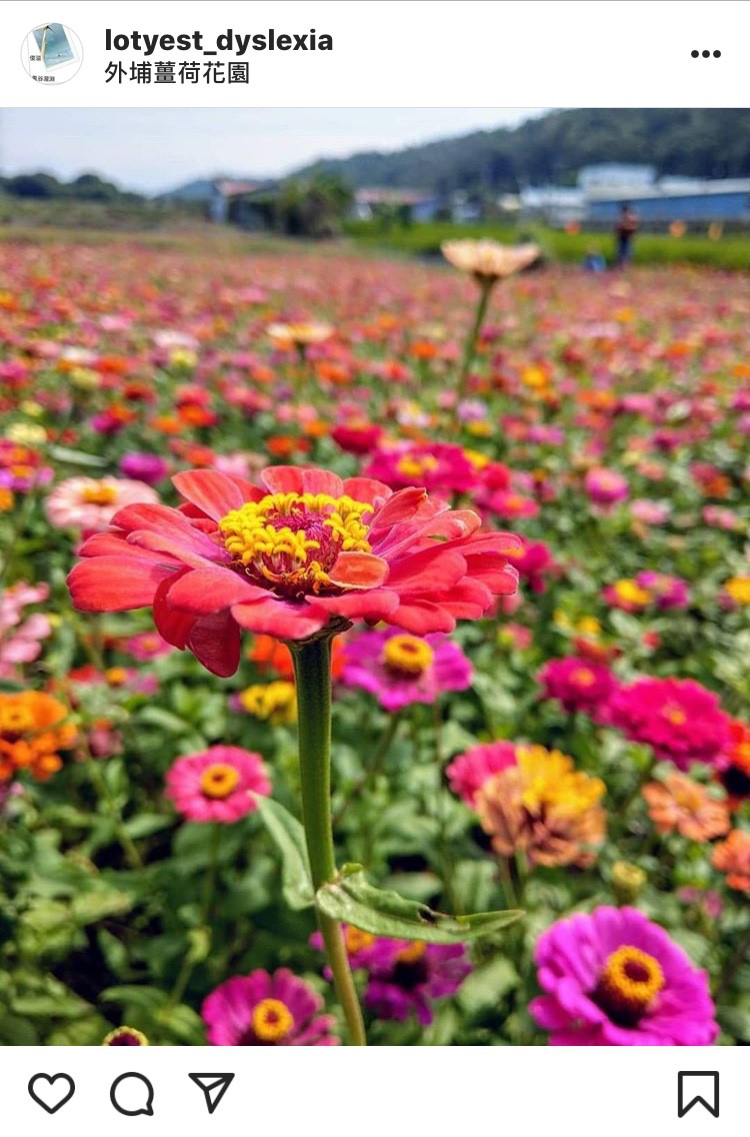 外埔薑荷花園的花海，近期成為熱門的打卡景點。 圖：翻攝自instagram lotyest_dyslexia／開放權限