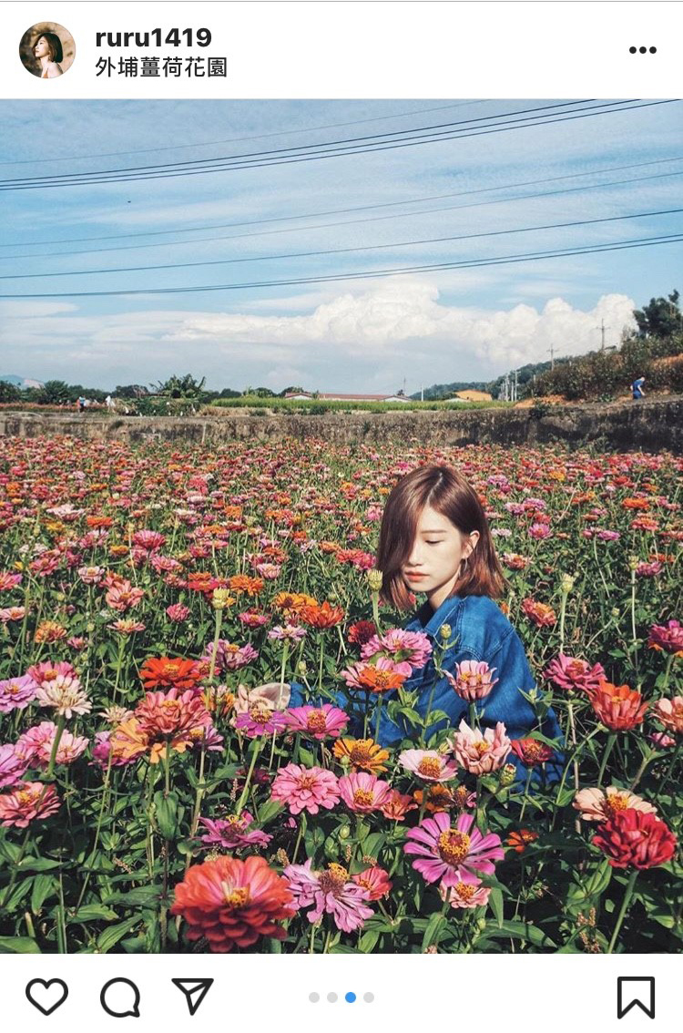 台中外埔薑荷花園，自然的花景怎麼拍怎麼美！ 圖：翻攝自instagram ruru1419／開放權限