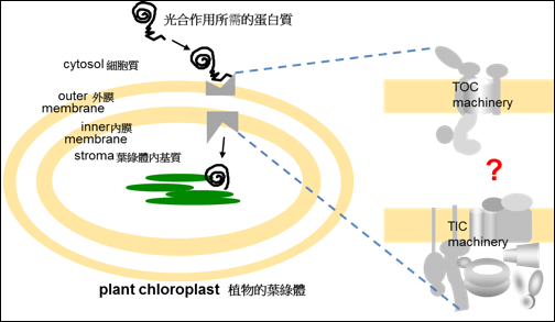 光合作用所需的蛋白質藉由葉綠體膜上的外膜（TOC）和內膜（TIC）機組運輸進入葉綠體，但這兩套機組如何連接，一直未知。 圖：中研院/提供