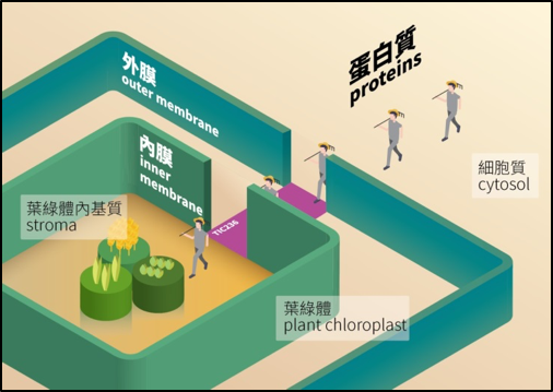 李秀敏圑隊的研究結果顯示「TIC236」提供了蛋白質穿越葉綠體雙膜的聯結橋樑。 圖：中研院/提供