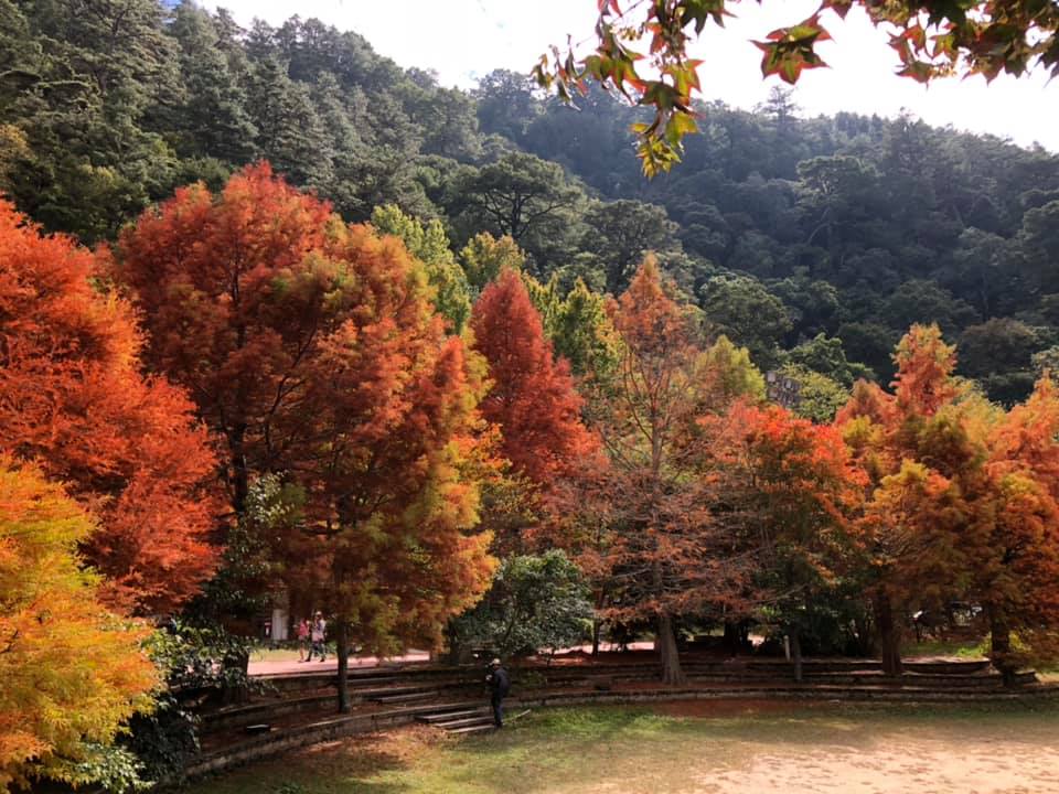 位於賓館後方平地的落羽松，是武陵農場的賞景秘境！ 圖：截自武陵農場臉書