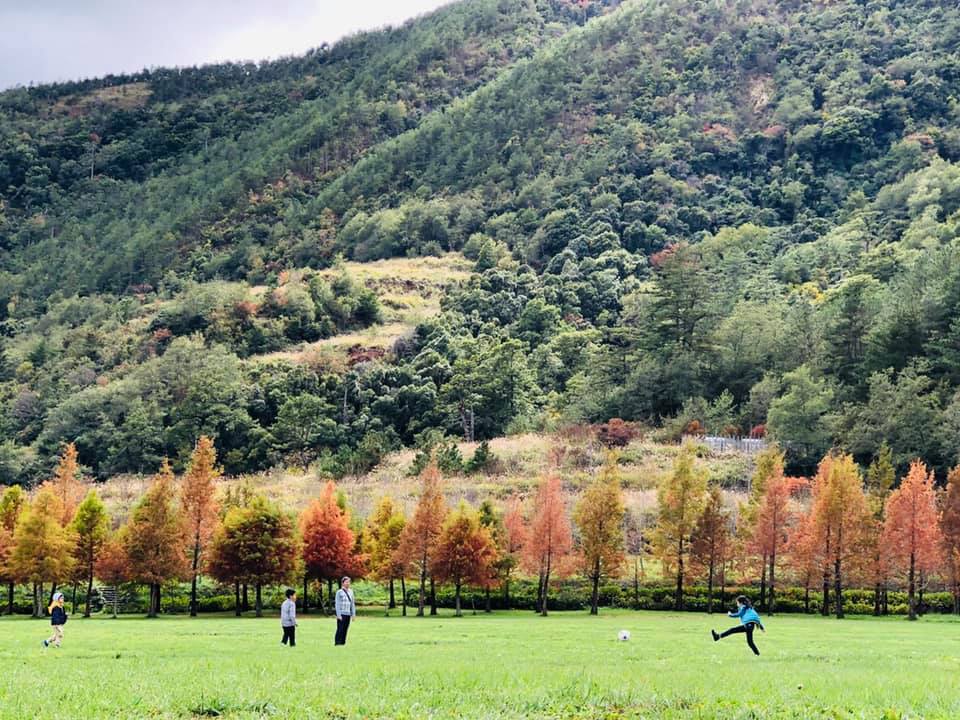 武陵農場露營區的落羽松，搭配青綠的山景，怎麼拍都好看。 圖：截自武陵農場臉書