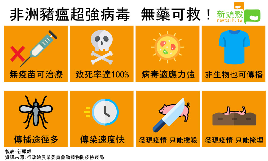 非洲豬瘟目前沒有疫苗可施打，一旦發病只能以撲殺或掩埋處理。 圖：新頭殼/製表