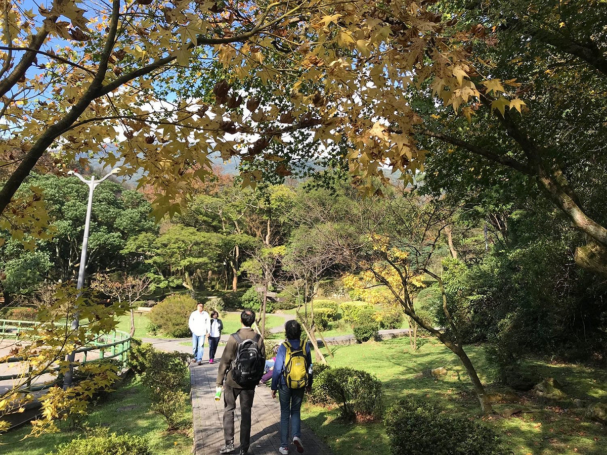 前山公園籃球場附近的楓葉。 圖：台北市工務局公園處／提供