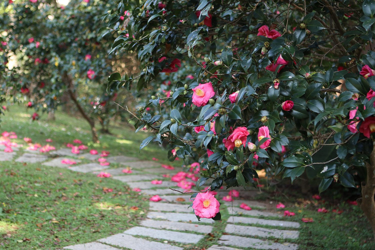 花卉中心已經可以看到美麗的茶花盛開。 圖：台北市工務局公園處／提供