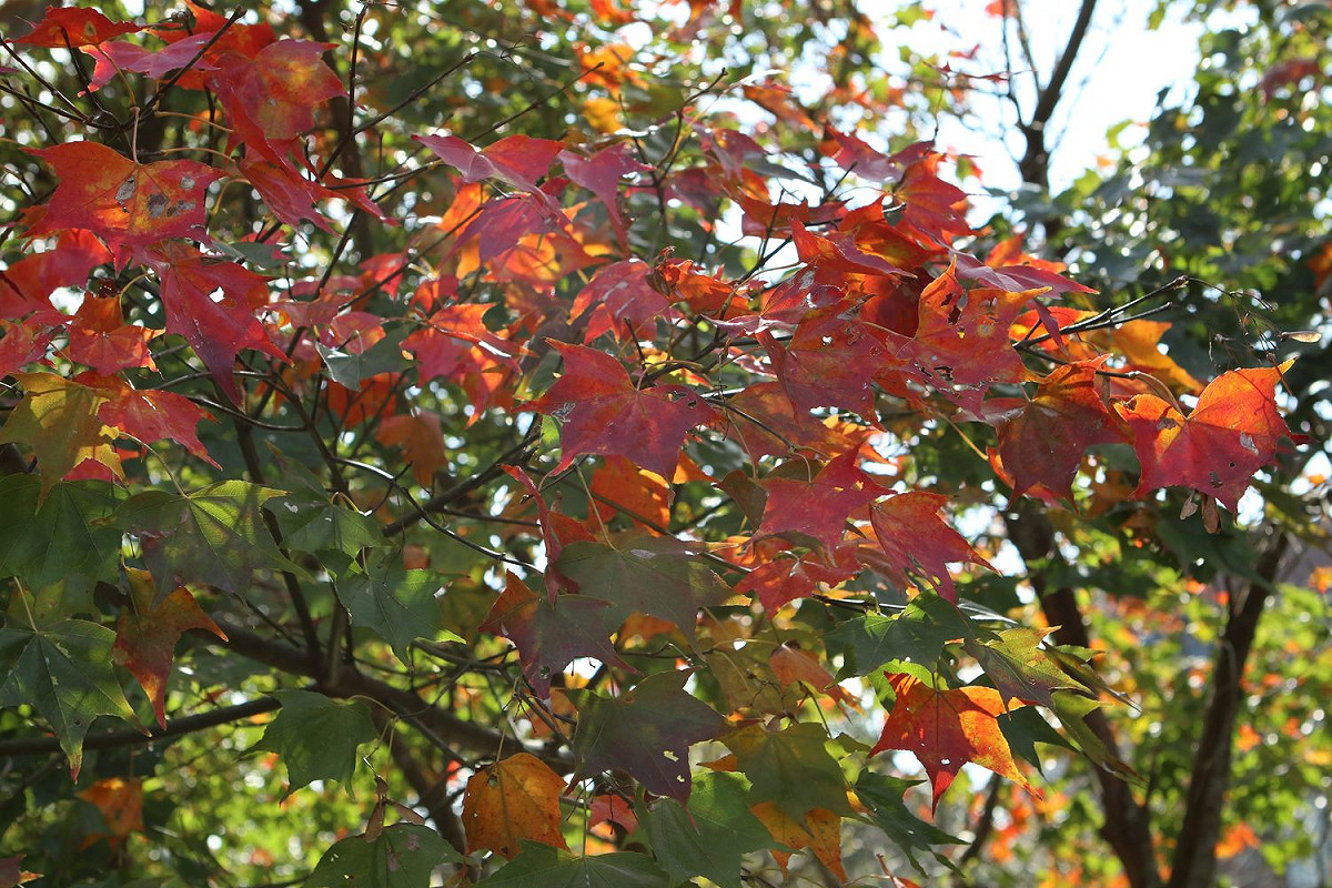 陽明山上的楓葉，目前已漸漸轉紅中。 圖：台北市工務局公園處／提供