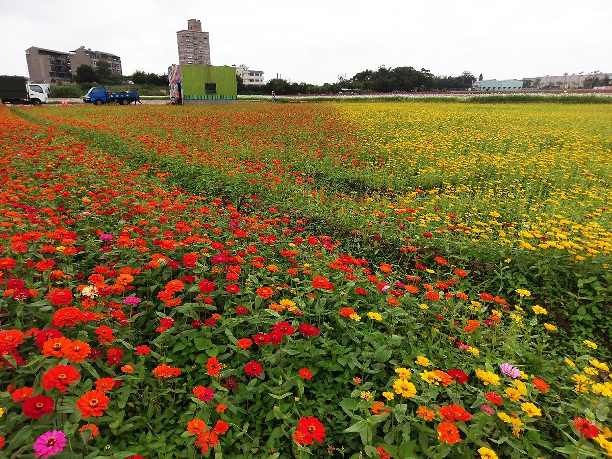 中壢花田規劃以幾何圖形呈現，包括大波斯菊、百日草、萬壽菊、向日葵、黃波斯等，放眼望去像是一張美麗的彩色花布。 圖：桃園市政府／提供
