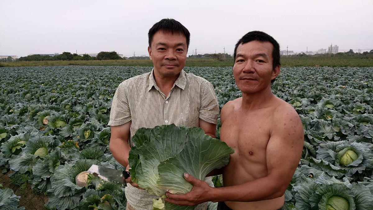 高思博主動聯繫新市區青農楊主章，表示願意採購高麗菜，發送給市民朋友，一同分享一同相挺。 圖：黃博郎攝