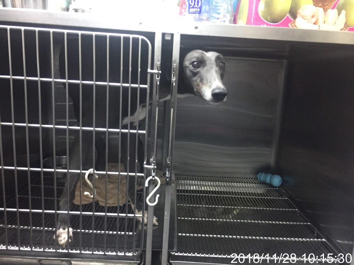 院內血犬居住空間對中大型犬而言相當狹小。 圖：台北市動物保護處/提供