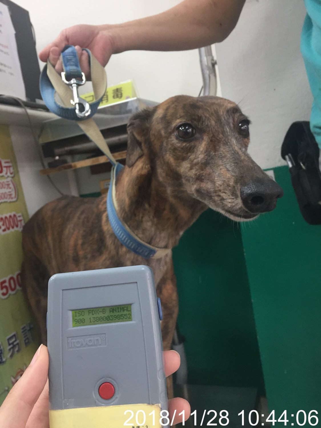 台北市動保處於松山區動物醫院查察犬隻飼養情形，除量測犬隻體重外，亦確認是否有施打晶片。 圖：台北市動物保護處/提供
