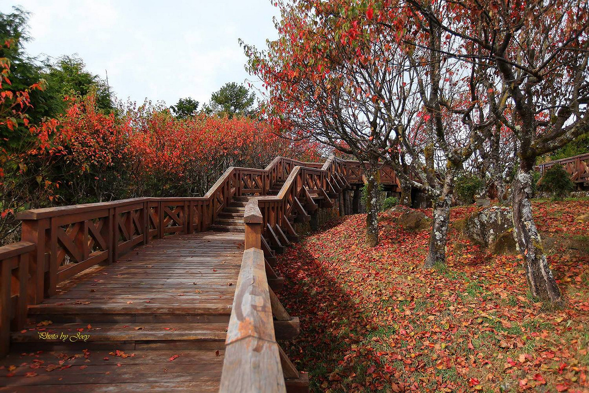 小笠原山楓紅。 圖：阿里山林鐵文資處／提供