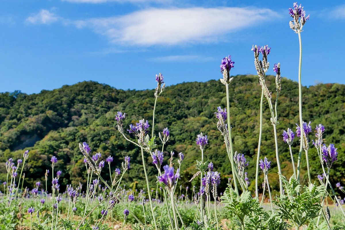 桃園花彩節最後一個展區「復興場」以薰衣草花海為主角。 圖：桃園市政府／提供