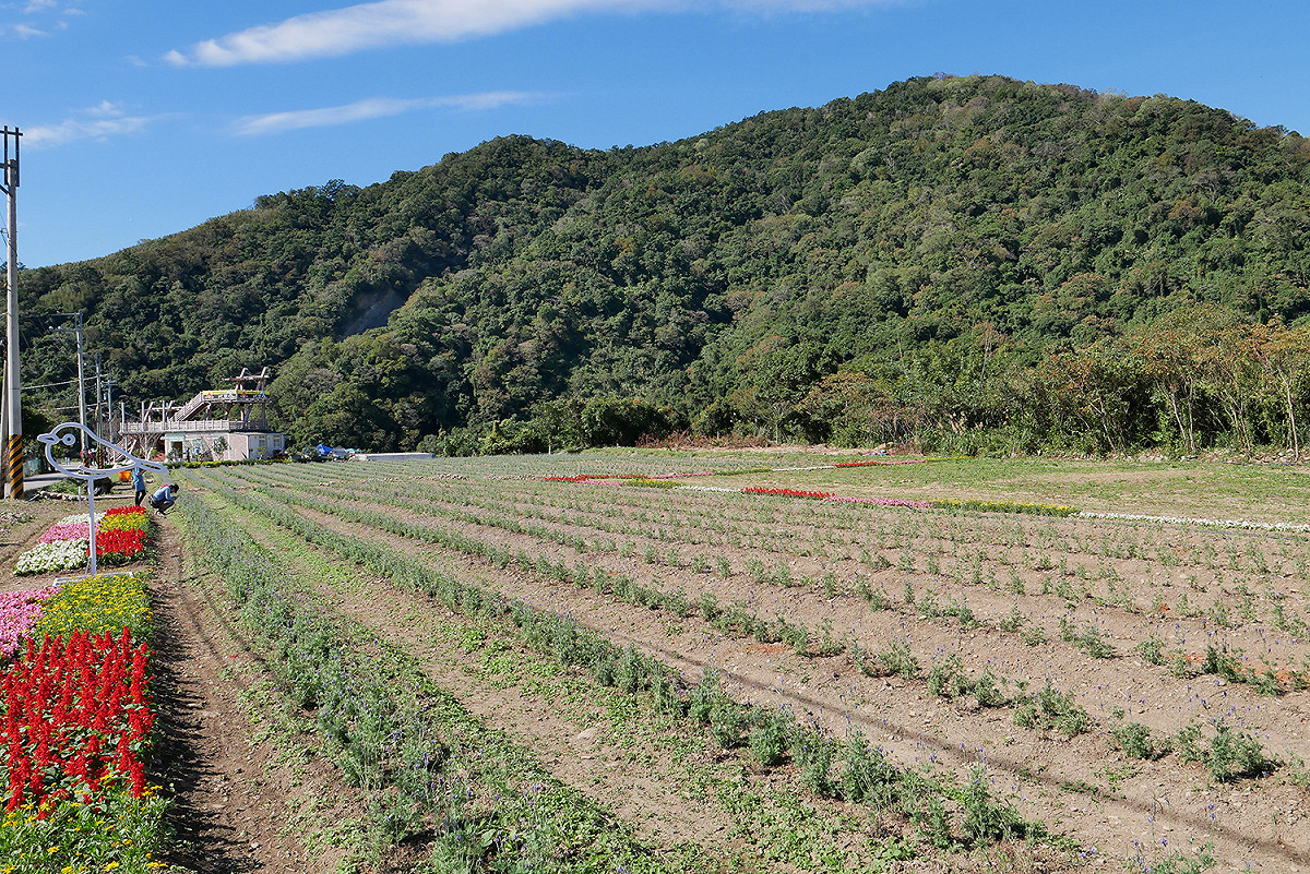 環保署表示，在過去的100年裡，地球表面的平均溫度已增加0.8°C，而今年遇上暖冬，桃園復興展區薰衣草生長較為緩慢。 圖：桃園市政府／提供