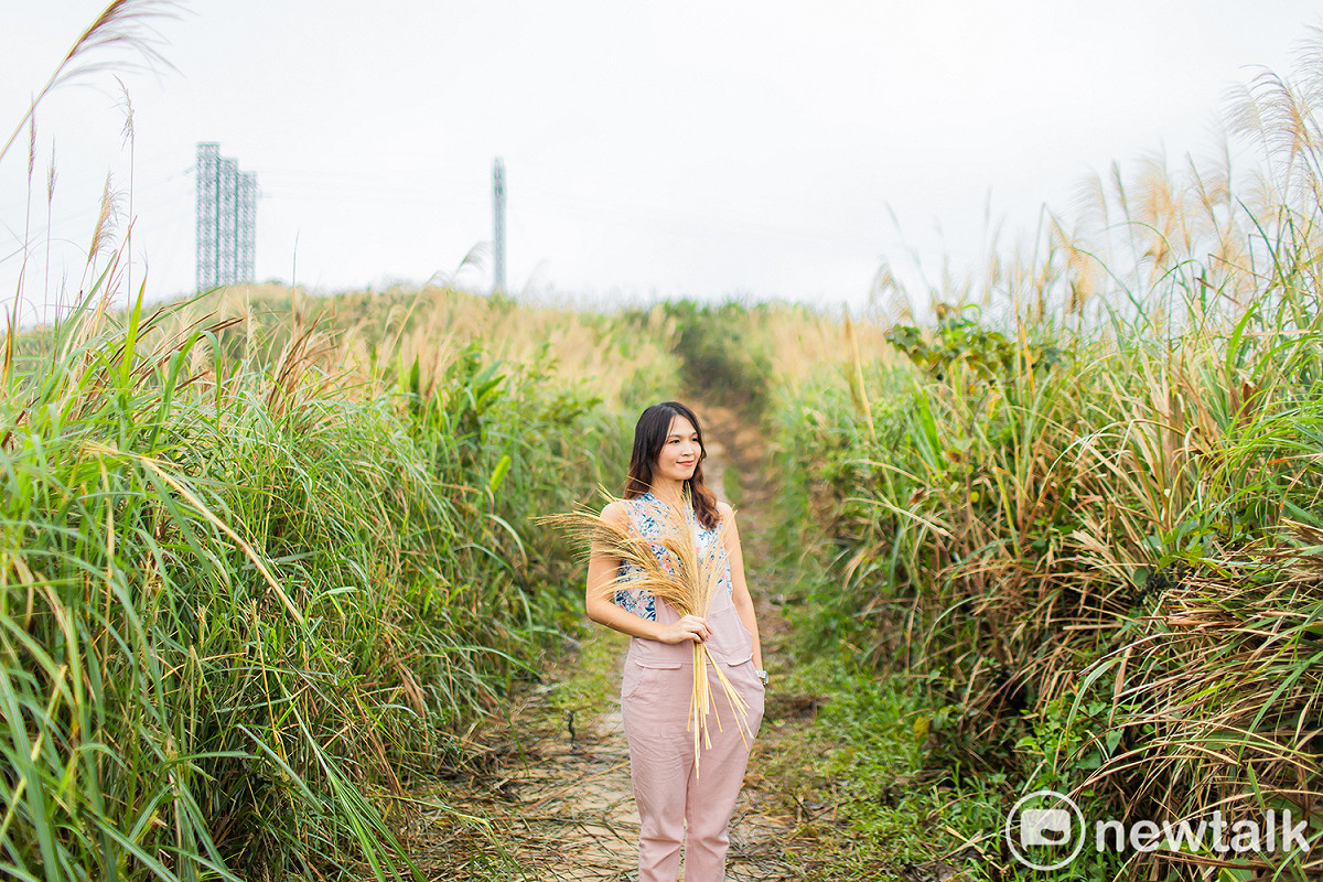 樹林武器公園上方的三角埔頂山，每年秋冬交際之時，都會開滿銀白的芒草花海。 圖：新北市民政局／提供