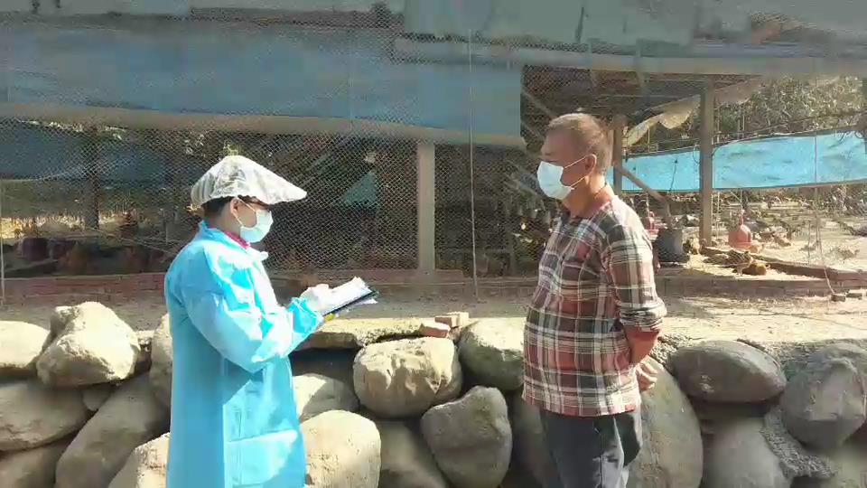 嘉縣家畜所持續追查雞屍來源。 圖：嘉義縣家畜所/提供