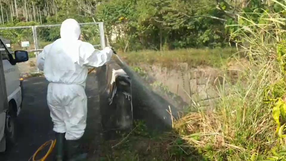 嘉縣家畜所清除遭丟棄的雞屍。 圖：嘉義縣家畜所/提供