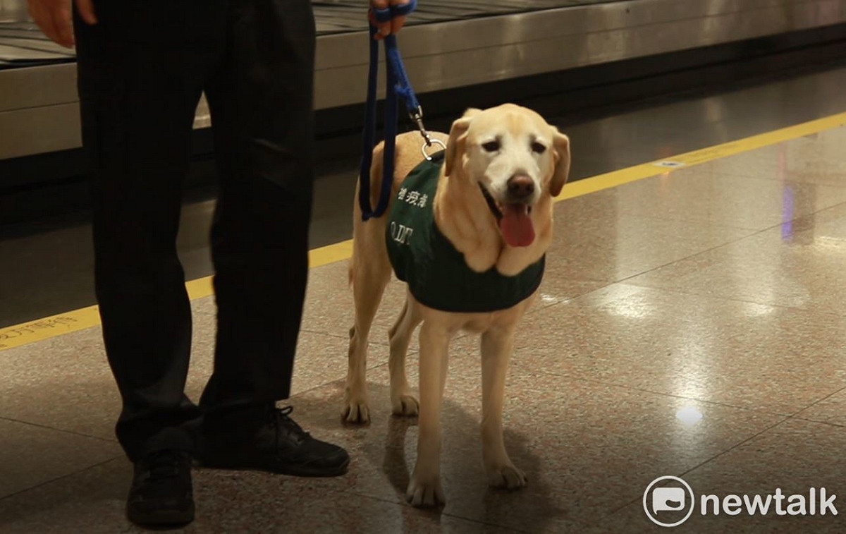 國內檢疫犬大多都是拉不拉多犬，為了讓犬種多元化，防檢局現在也自行培育小狗加入檢疫犬行列。 圖：林昀真／攝