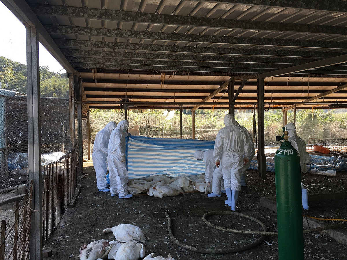 桃園市平鎮區一處鵝場爆出禽流感疫情，市府動保處啟動標準作業程序，執行撲殺1169隻鵝。 圖：桃園市政府農業局/提供
