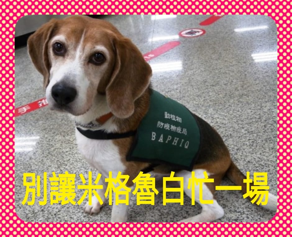 黃國昌呼籲別讓米格魯白忙一場。 圖：翻攝黃國昌臉書