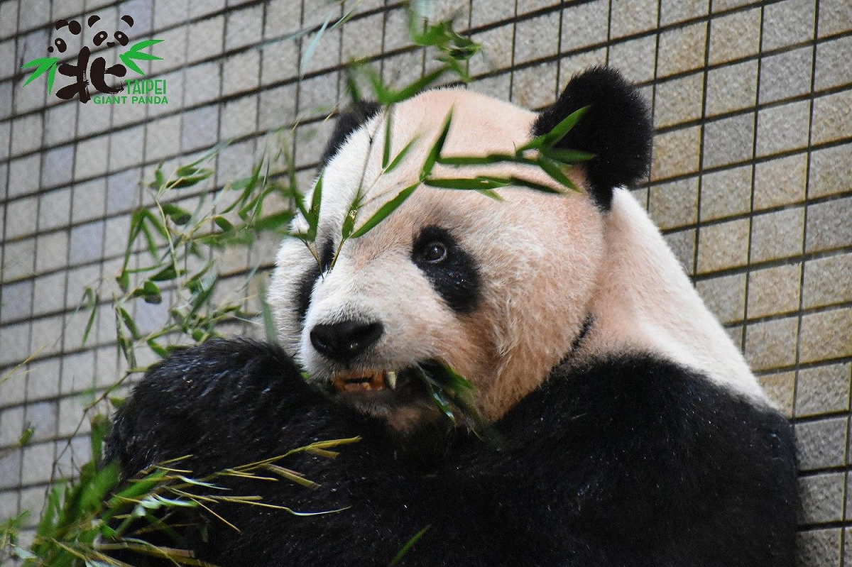 貓熊「團團」裝牙套 圖：台北市立動物園/提供