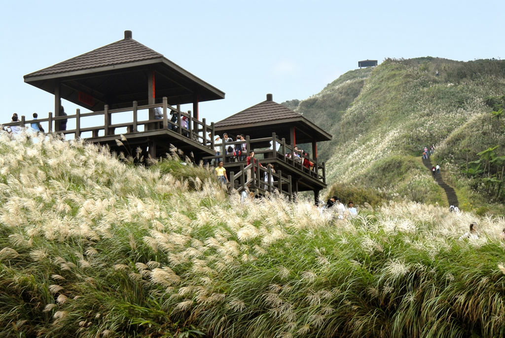親山休閒型的「草嶺古道」，每到秋冬銀白芒花的美景，不只好拍也超級浪漫。 圖：新北市政府／提供
