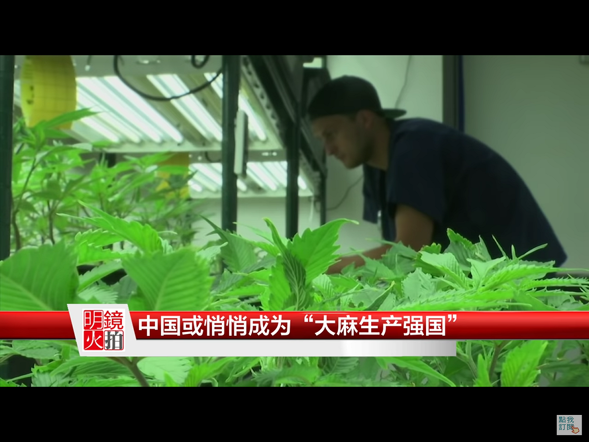 中國政府在黑龍江和雲南兩省悄悄放開了大麻種植業，其種植面積相當於全球商業低酚大麻種植面積的一半。 圖：翻攝自Youtube