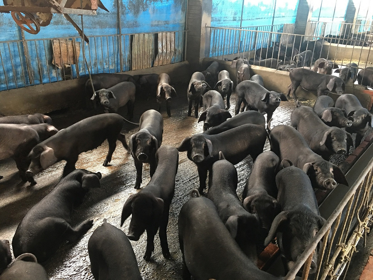 嘉義縣防治非洲豬瘟。 圖 : 嘉義縣政府/提供