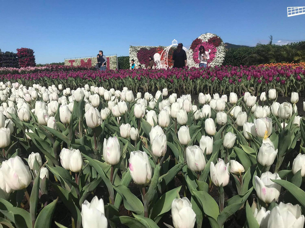 台中中社觀光花市的白色鬱金香花海。 圖：截自台中中社觀光花市臉書