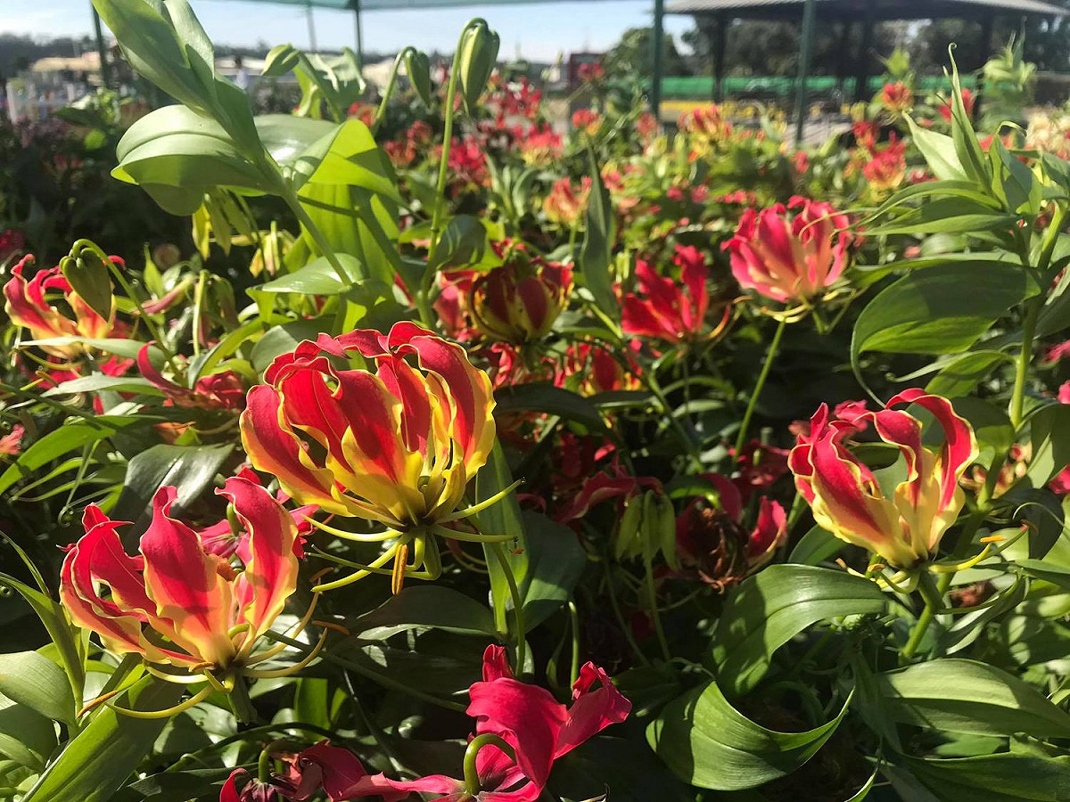 台中中社觀光花市的嘉蘭百合。 圖：截自台中中社觀光花市臉書