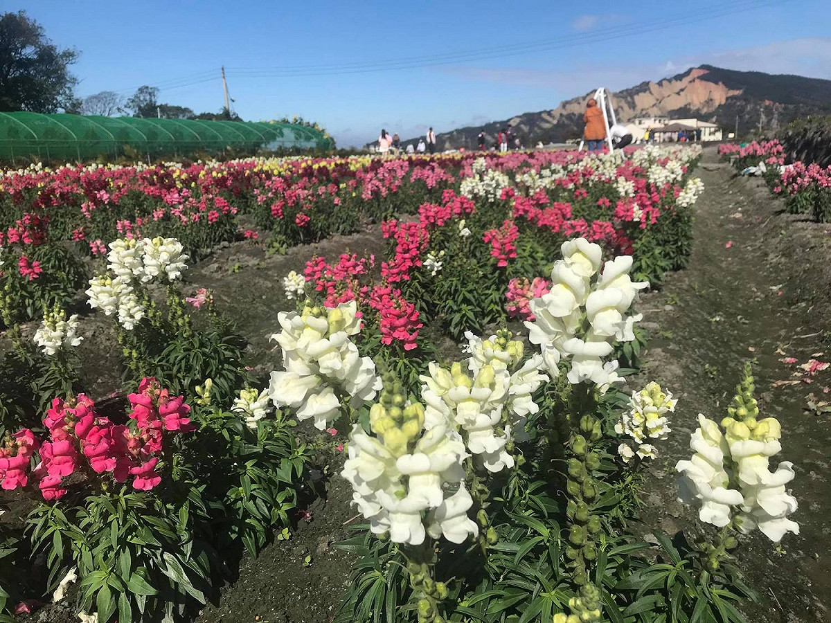 台中中社觀光花市的金魚草花海。 圖：截自台中中社觀光花市臉書