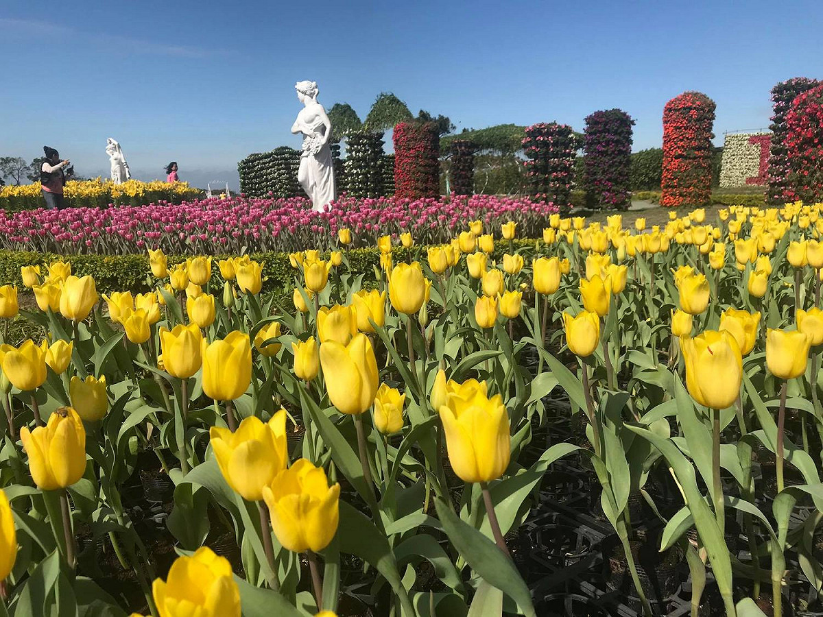 台中中社觀光花市的黃色鬱金香花海。 圖：截自台中中社觀光花市臉書
