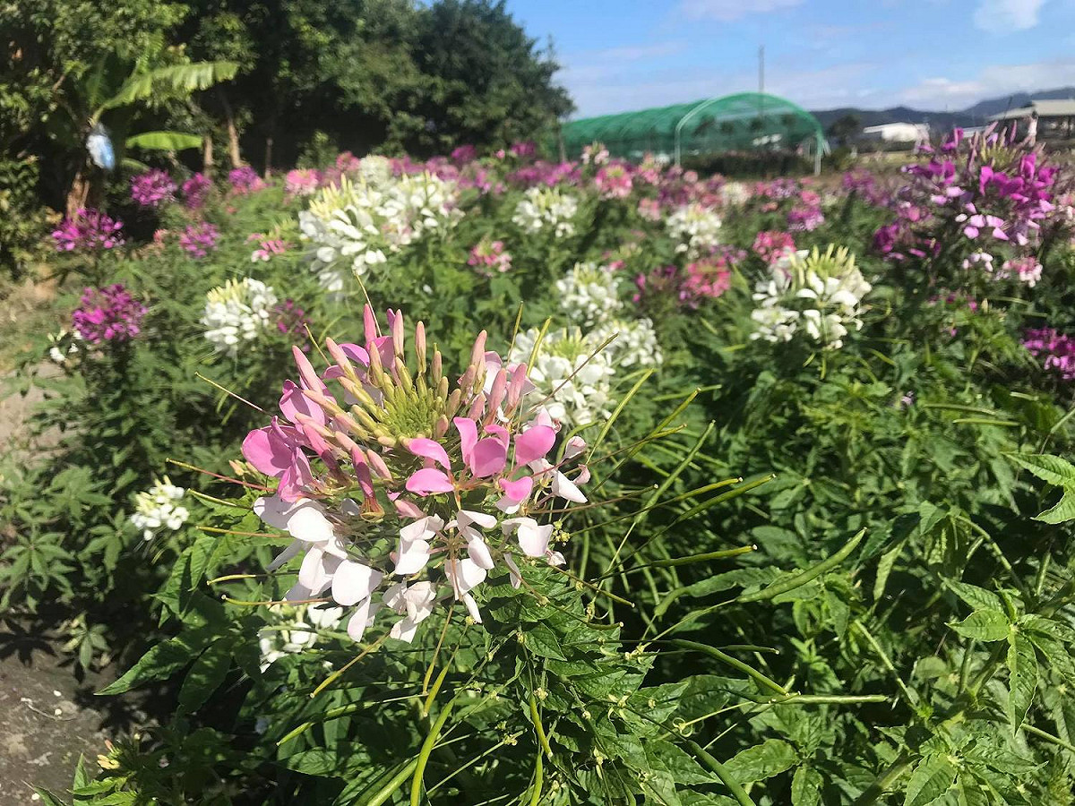 台中中社觀光花市內種植的「醉蝶花」。 圖：截自台中中社觀光花市臉書