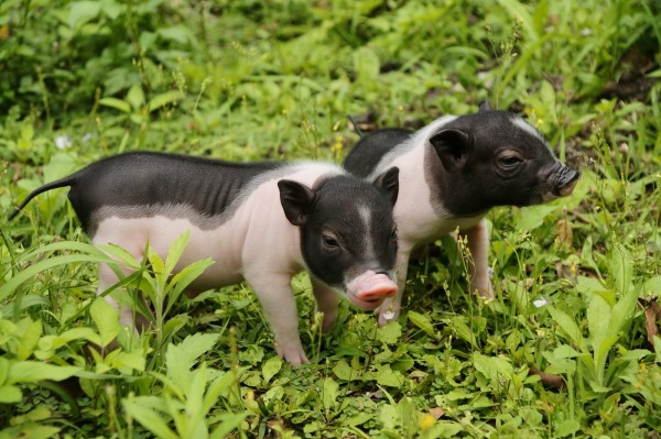 台北市立動物園於1月舉辦4梯次的「豬事大吉-豬年生肖營」，圖為麝香豬。 圖：台北市立動物園/提供