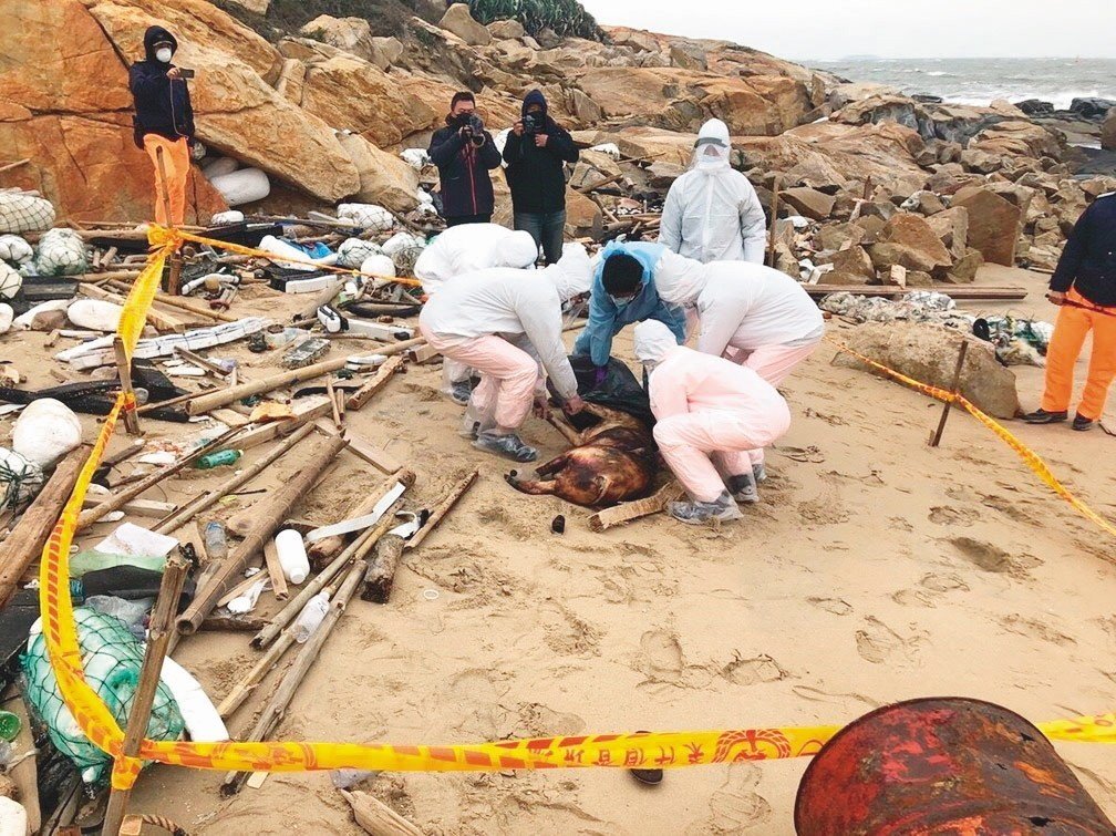 台灣近來頻繁發現海漂死豬。 圖：金門岸巡總隊／提供(資料照片)