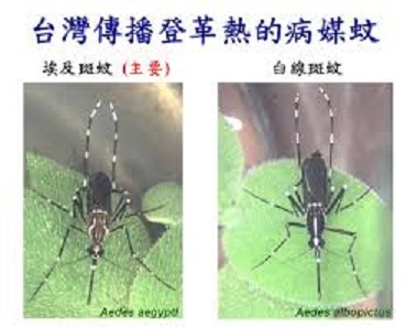 國家衛生研究院耗時一年半研發出智慧型捕蚊機，可在捕到蚊子後0.07秒內辨識是否為登革熱病媒蚊。 圖 : 翻攝自dahan.edu.tw