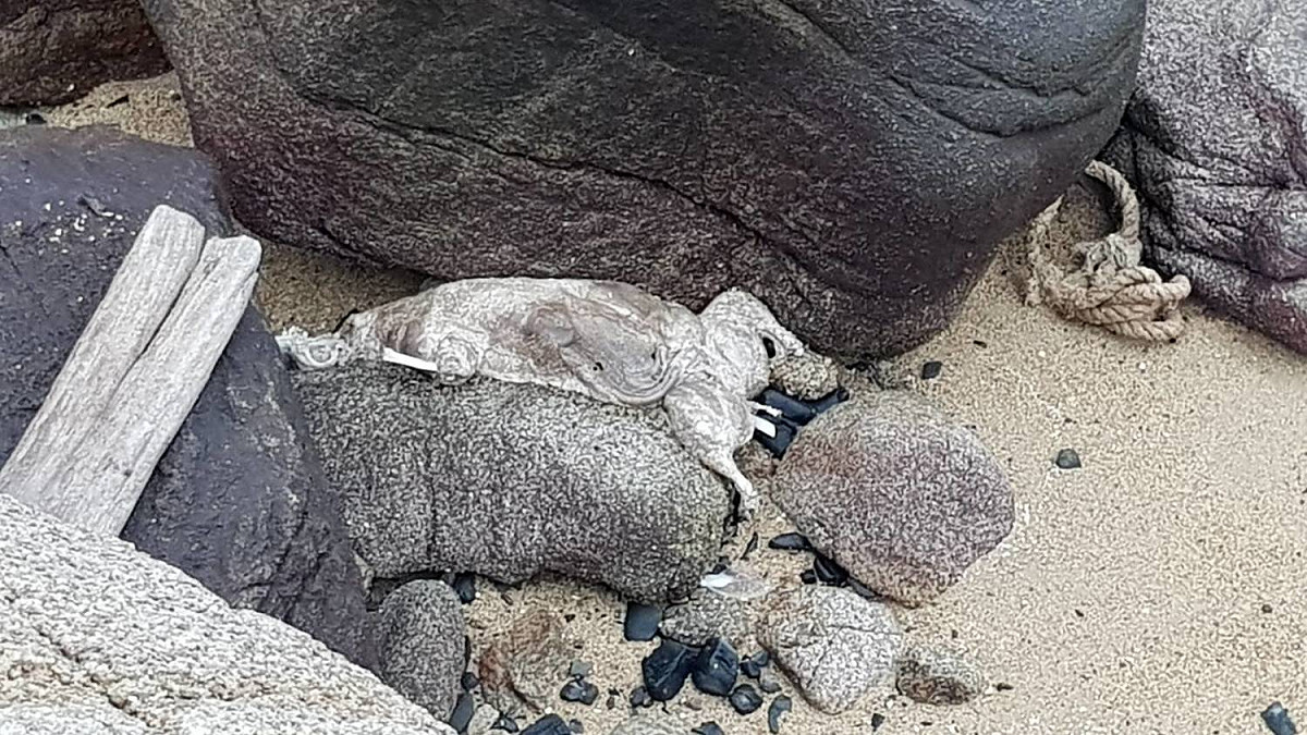 4日於金門小坵嶼發現有漂流豬屍，確定為陰性。 圖：金門縣動植物防疫所/提供