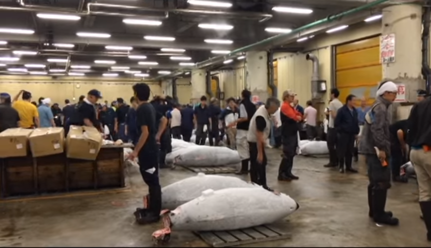 築地市場以每天清晨鮪魚拍賣聞名，去年10月遷址到豐洲市場，今天首度舉辦新年黑鮪魚競標。資料畫面。 圖：翻攝youtube畫面