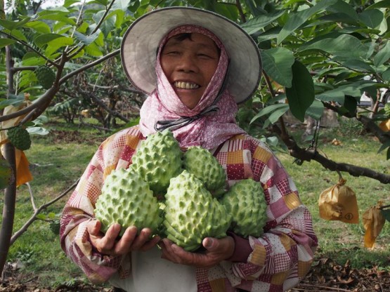 台東縣鳳梨釋迦因在大陸銷貨不順暢，跌價兩成。 圖 : 翻攝自taiwanfarm.com.tw