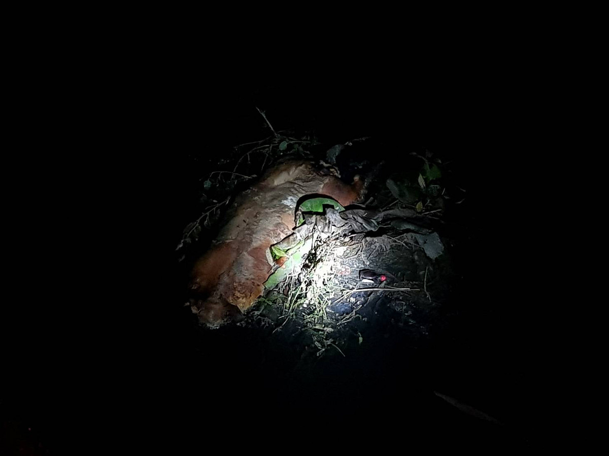 死豬屍體。 圖：屏東縣動物防疫所提供