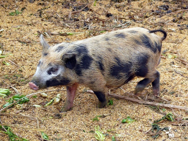 迷彩豬。 圖：台北市立動物園/提供