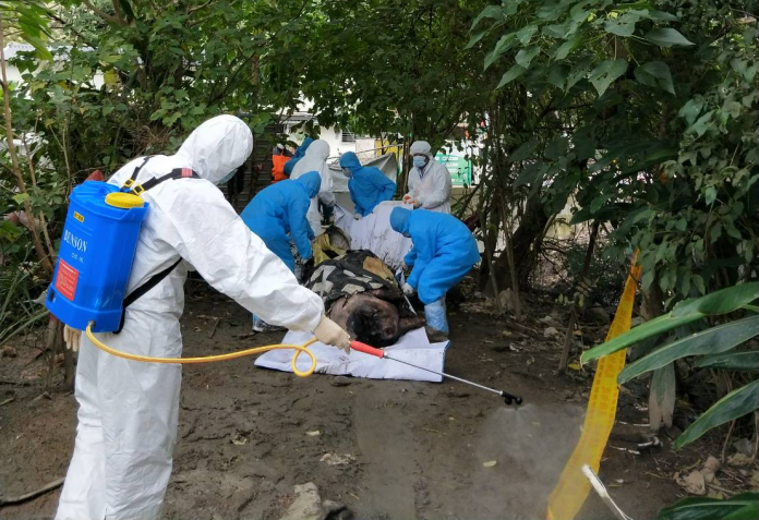 台北市大安區昨（ 7 ）日發現重約 300 斤麝香豬屍體，台北市動保處證實未檢出非洲豬瘟病毒。 圖：動保處/提供
