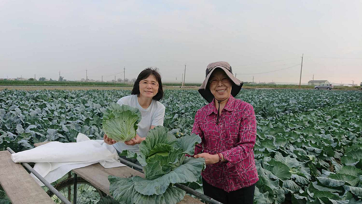 監察院長張博雅日前與嘉義市魚市場鄭如意到六腳鄉採收高麗菜，協助農民。 圖：嘉義市魚市場/提供