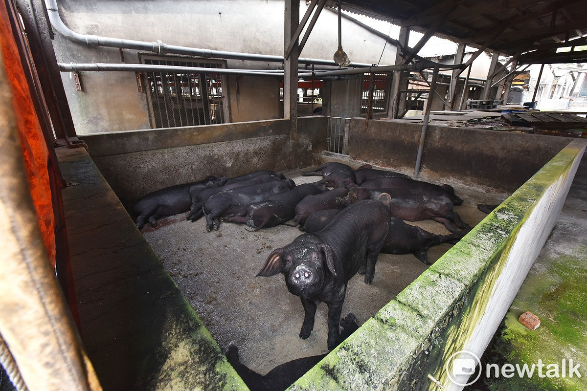 目前桃園市400場養豬戶，有314場以廚餘飼養豬隻，其中又以飼養黑豬為多。 圖：林昀真／攝